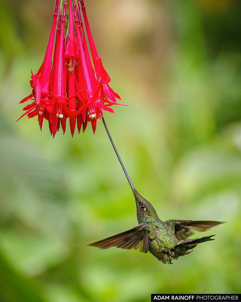 Sword-billed Hummingbird, photographed at Reserva Natural El Palmar, near Ibagué, Tolima, Colombia