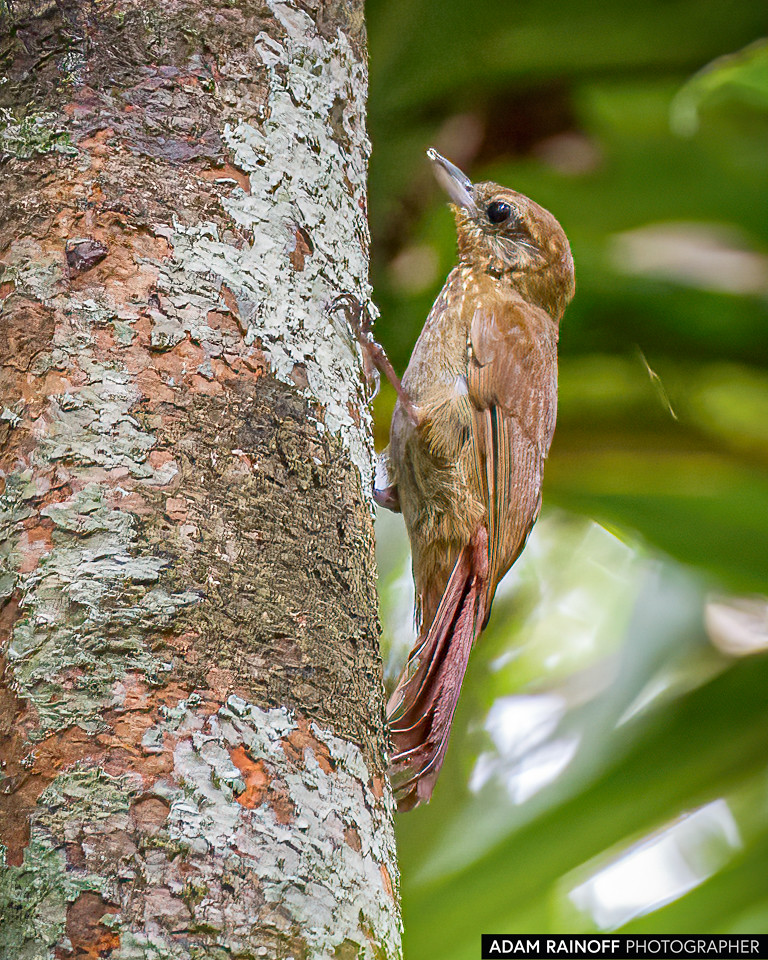 Wedge-billed Woodcreeper, photographed at Zacambu Lodge, Yavarí, Loreto, Peru