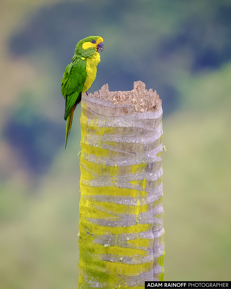 Yellow-eared Parrot, photographed near Cajamarca, Tolima, Colombia
