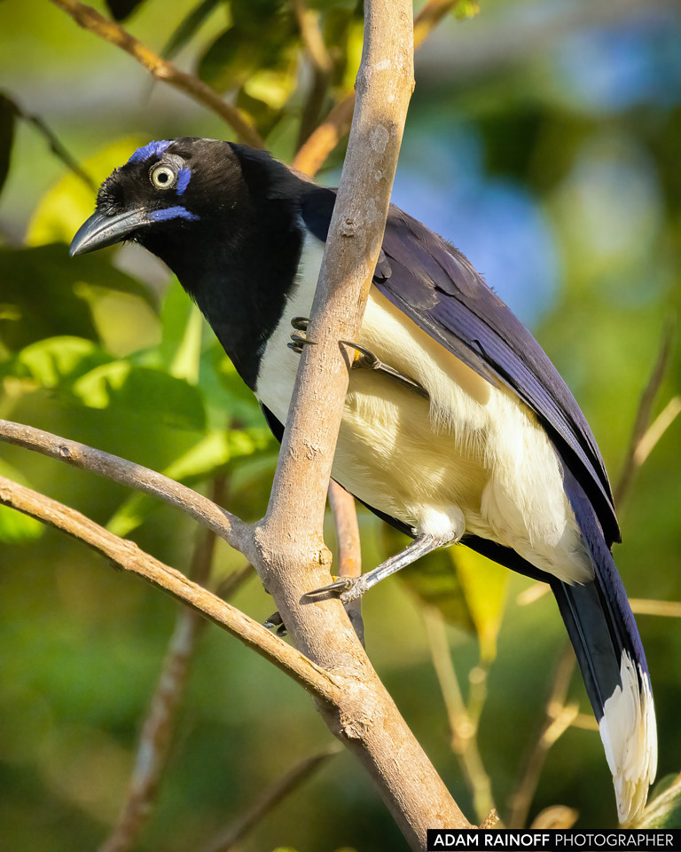 Black-chested Jay, photographed at Minca, Magdalena, Colombia