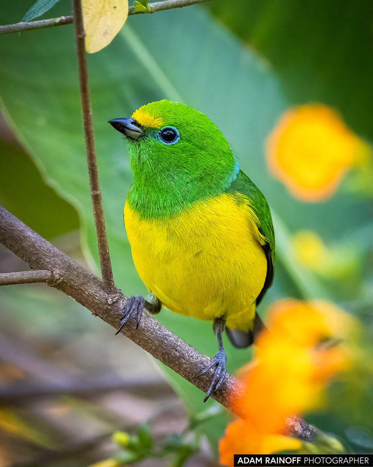 Blue-naped Chlorophonia, photographed at Minca, Magdalena, Colombia
