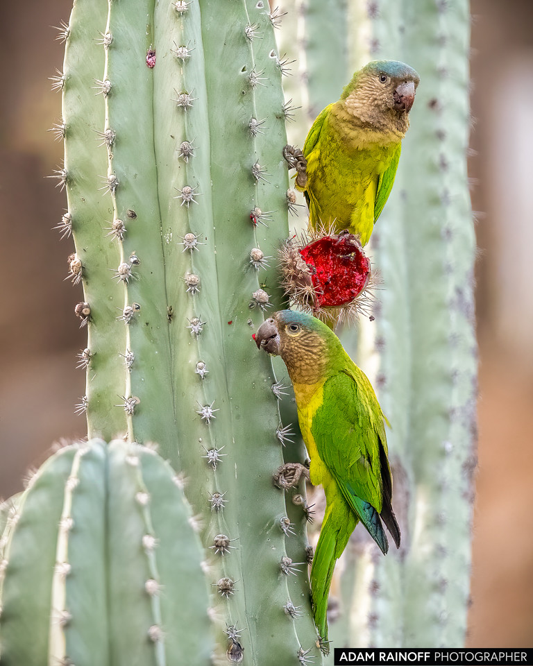 Brown-throated Parakeet, photographed at Taganga, Magdalena, Colombia