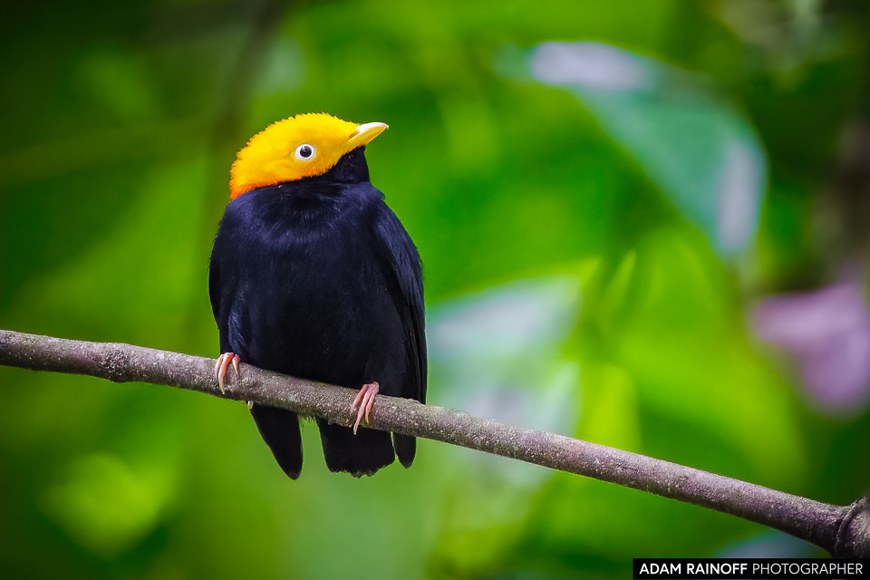 Golden-headed Manakin, photographed at Bosque Municipal, San Sebastián de Mariquita, Tolima, Colombia