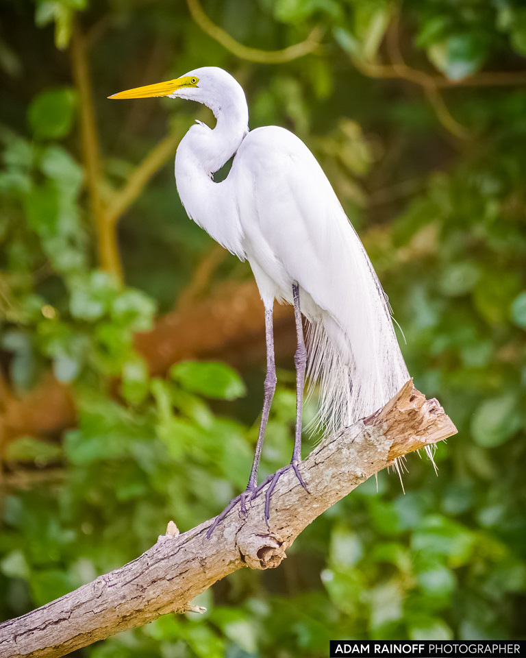 Great Egret, photographed at Charca de Guarinocito, Caldas, Colombia