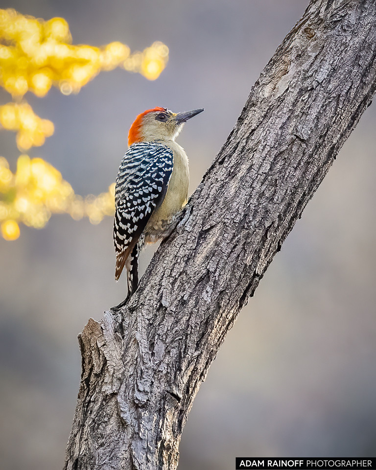 Red-crowned Woodpecker, photographed at Taganga, Magdalena, Colombia
