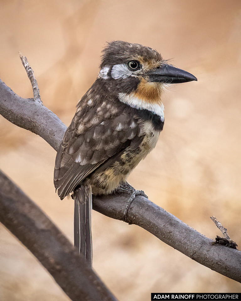 Russet-throated Puffbird, photographed at Taganga, Magdalena, Colombia