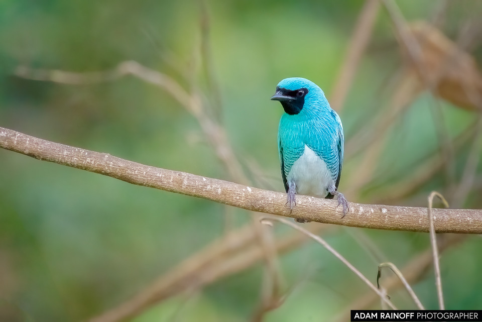 Swallow Tanager, photographed at Minca, Magdalena, Colombia