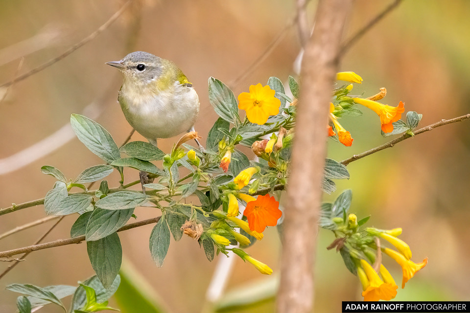 Tennessee Warbler, photographed at Minca, Magdalena, Colombia