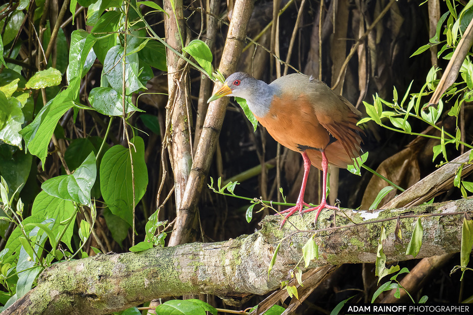 Gray-cowled Wood-Rail, photographed at Entreaguas Reserva Natural, Ibagué, Tolima, Colombia