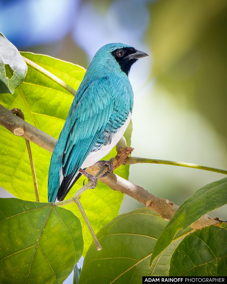 Swallow Tanager, photographed at Minca, Magdalena, Colombia