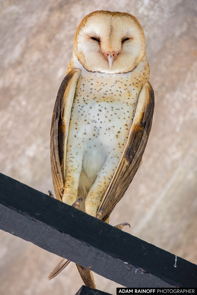 American Barn Owl, photographed at San Antonio de Atenas, Florencia, Caquetá, Colombia