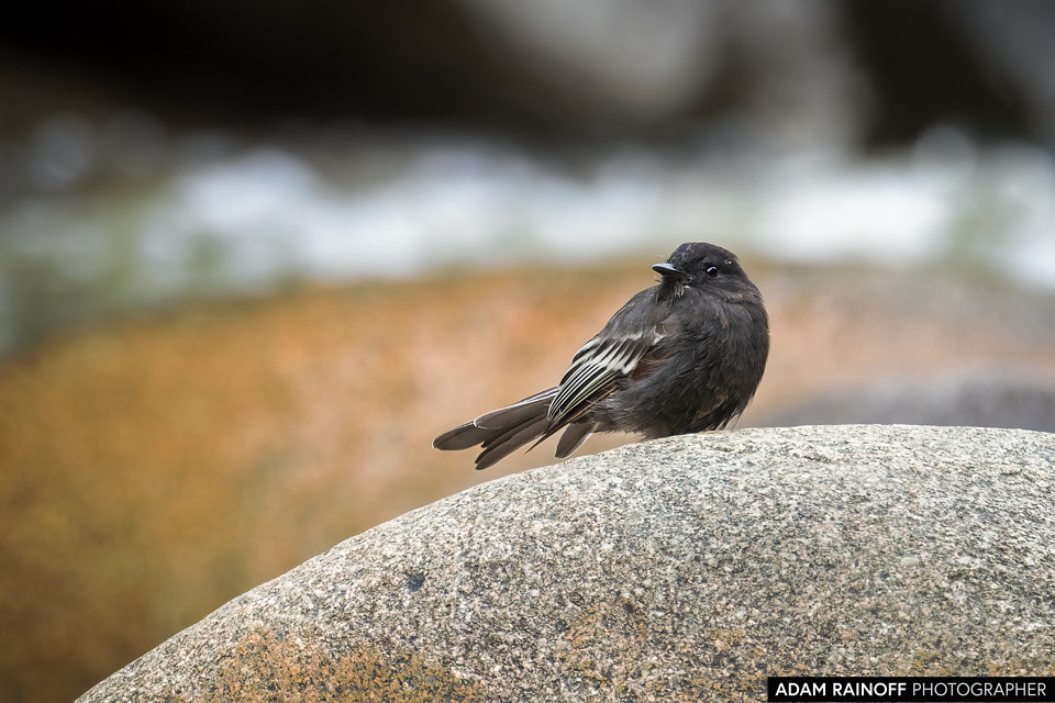 Black Phoebe, photographed at Finca Ecoturística San Javier, near Ibagué, Tolima, Colombia