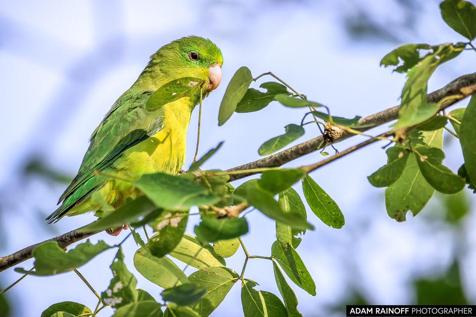 Female Spectacled Parrotlet, photographed at Finca Ecoturística San Javier, near Ibagué, Tolima, Colombia
