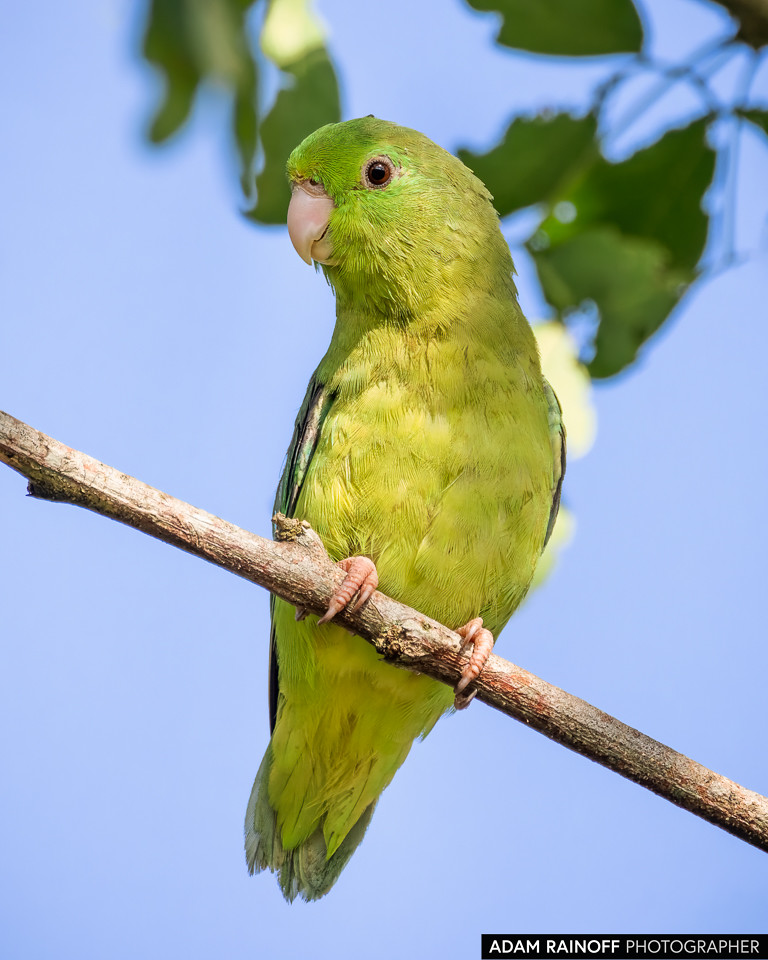 Female Spectacled Parrotlet, photographed at Finca Ecoturística San Javier, near Ibagué, Tolima, Colombia