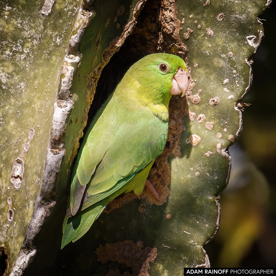 Female Spectacled Parrotlet, photographed at Finca Ecoturística San Javier, near Ibagué, Tolima, Colombia