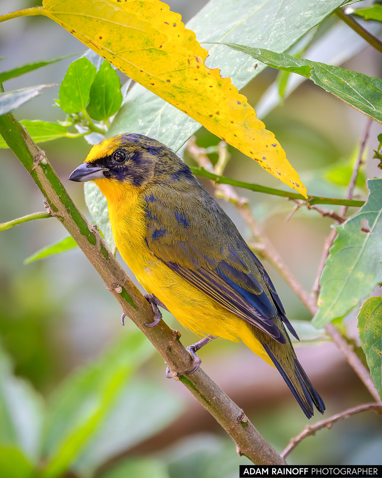 Juvenile Thick-billed Euphonia, photographed at Qawana Reserva Natural, near Ibagué, Tolima, Colombia