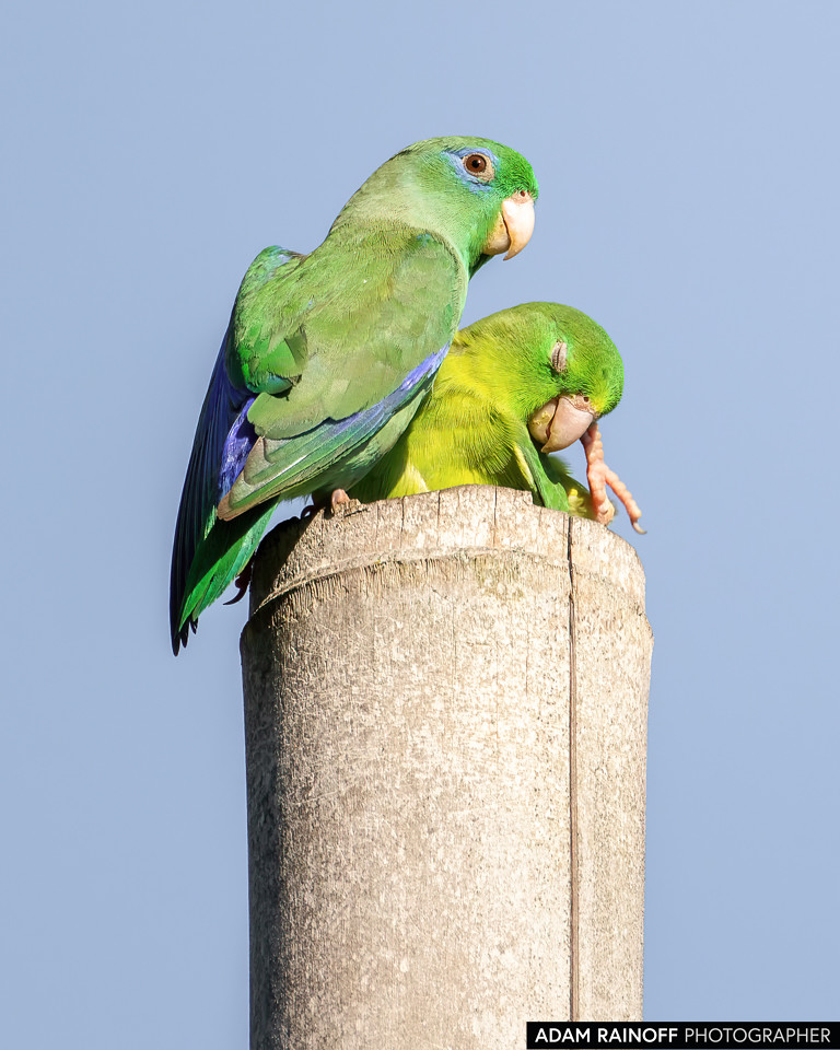 Spectacled Parrotlet, photographed at Finca Ecoturística San Javier, near Ibagué, Tolima, Colombia