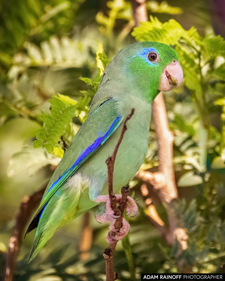 Spectacled Parrotlet, photographed at Finca Ecoturística San Javier, near Ibagué, Tolima, Colombia