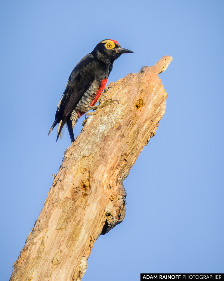 Yellow-tufted Woodpecker, photographed at Reserva Natural y Ecoturística La Avispa, Florencia, Caquetá, Colombia