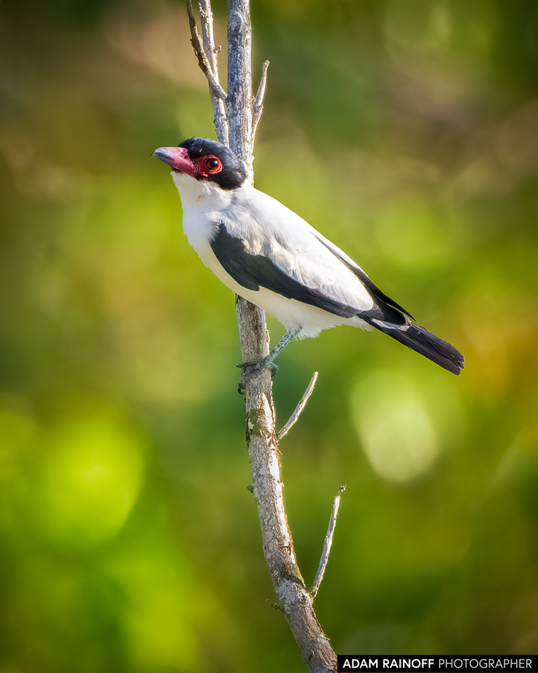 Black-tailed Tityra, photographed at Reserva Natural El Danubio, Morelia, Caquetá, Colombia