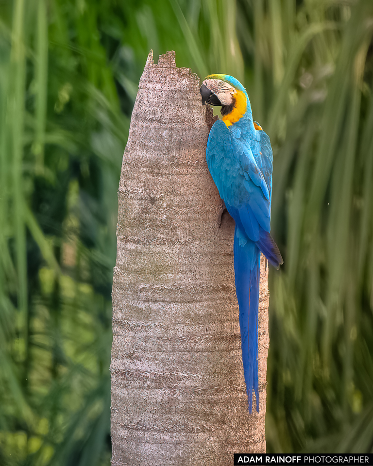 Blue-and-yellow Macaw, photographed at El Doncello, Caquetá, Colombia