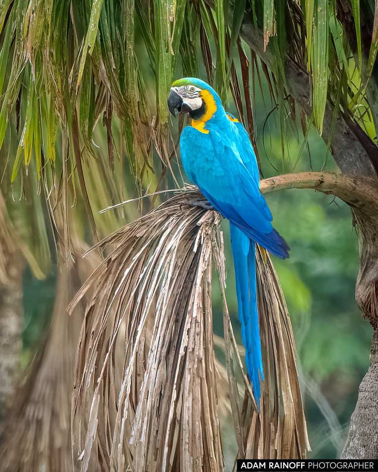 Blue-and-yellow Macaw, photographed at El Doncello, Caquetá, Colombia