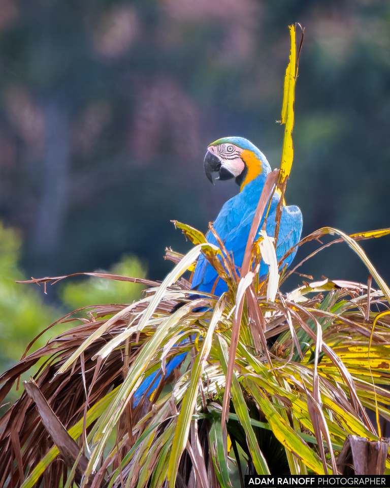 Blue-and-yellow Macaw, photographed at El Doncello, Caquetá, Colombia