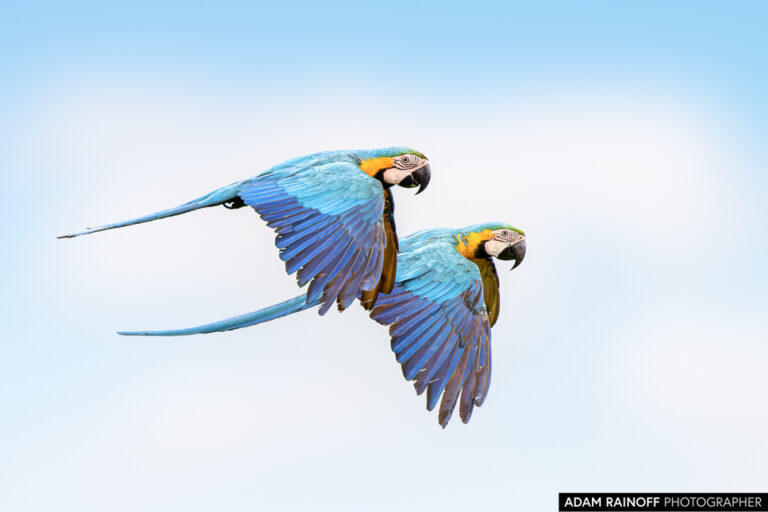 Blue-and-yellow Macaw (Ara ararauna)