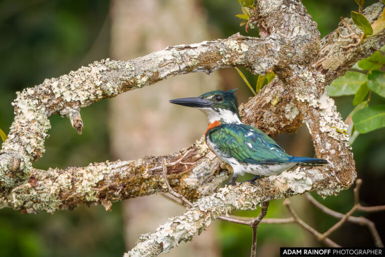 Amazon Kingfisher (Chloroceryle amazona)