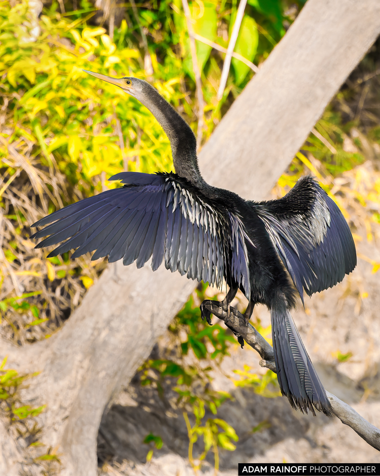 Anhinga, photographed at La Macarena, Meta, Colombia