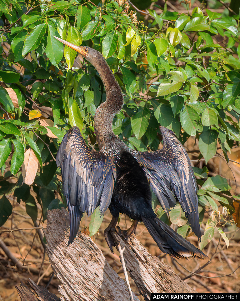 Anhinga, photographed at La Macarena, Meta, Colombia
