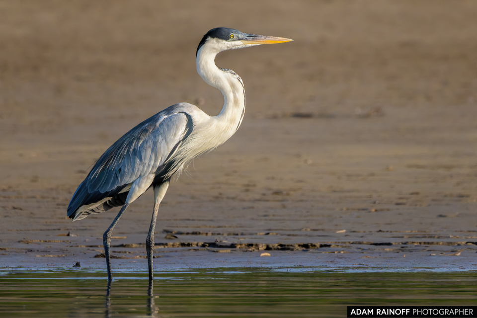 Cocoi Heron, photographed at La Macarena, Meta, Colombia