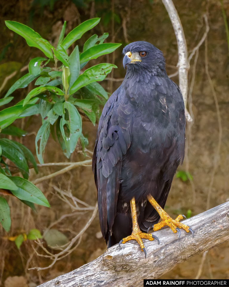 Great Black Hawk, photographed at La Macarena, Meta, Colombia