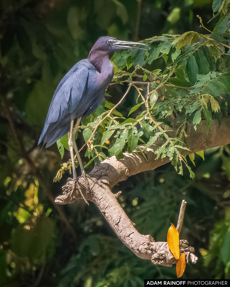 Little Blue Heron, photographed at La Macarena, Meta, Colombia