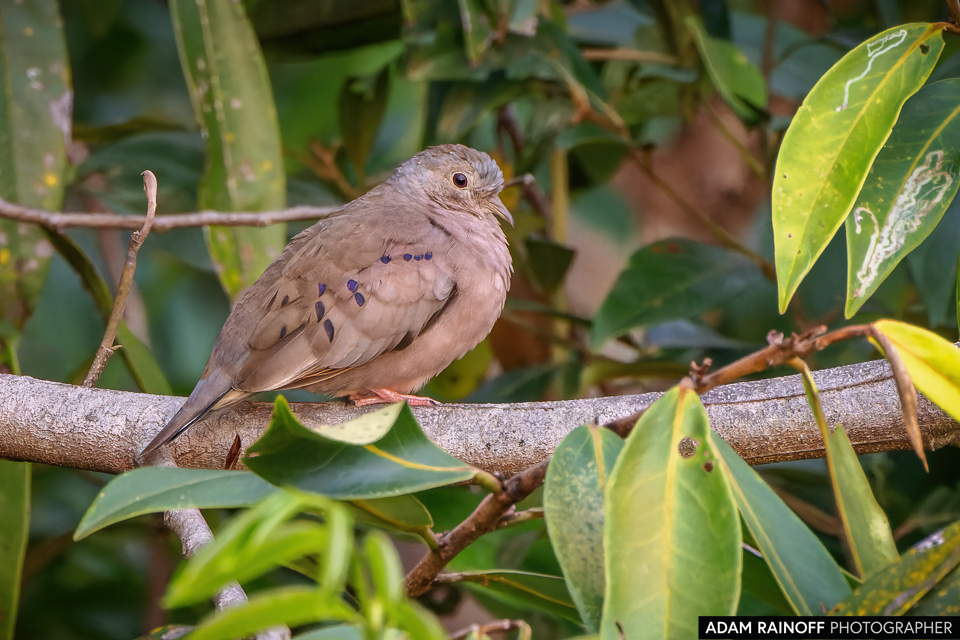 Plain-breasted Ground Dove, photographed at La Macarena, Meta, Colombia