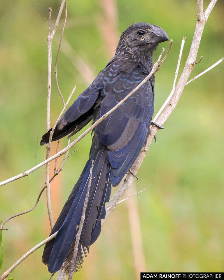 Smooth-billed Ani, photographed at La Macarena, Meta, Colombia