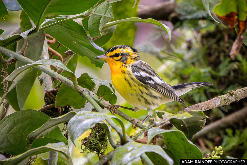 Blackburnian Warbler, photographed near Pajarito, Boyacá, Colombia