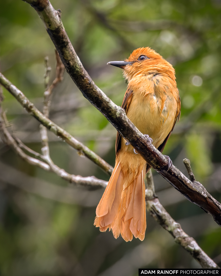 Cinnamon Attila, photographed at Nukak Eco Lodge, Puerto Concordia, Meta, Colombia