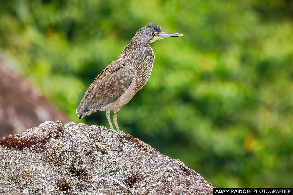 Fasciated Tiger-Heron, photographed near Pajarito, Boyacá, Colombia