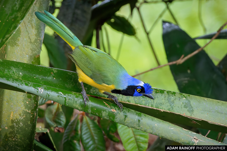 Green Jay, photographed near Pajarito, Boyacá, Colombia