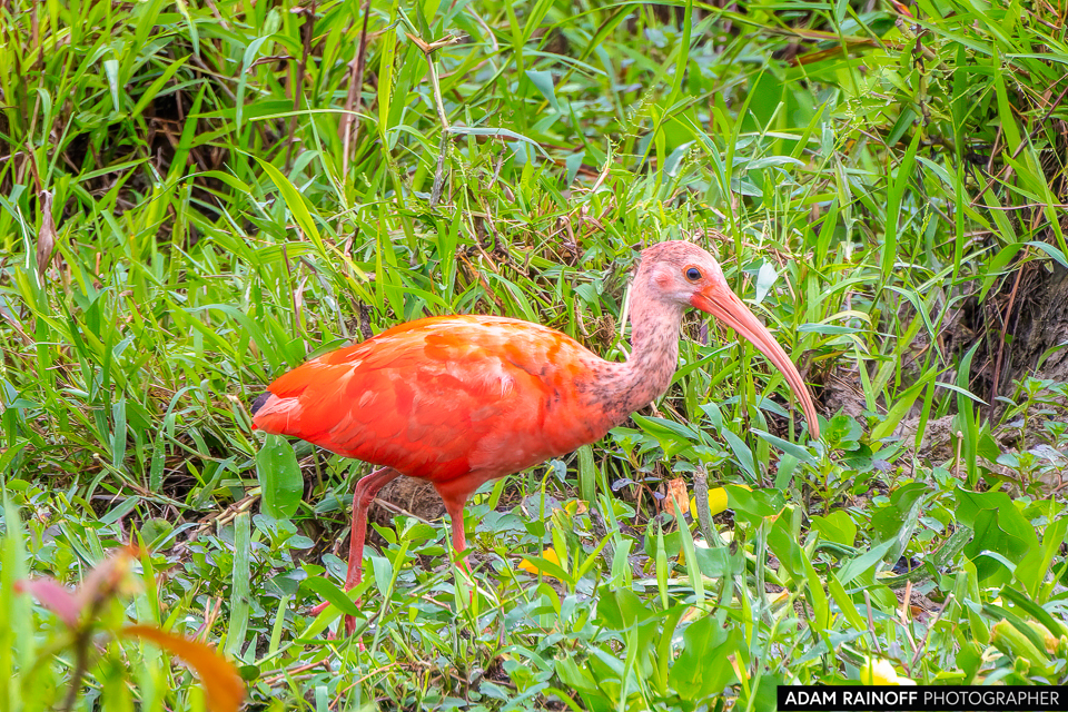 Juvenile Scarlet Ibis, photographed at Puente Nowen, Puerto Concordia, Meta, Colombia