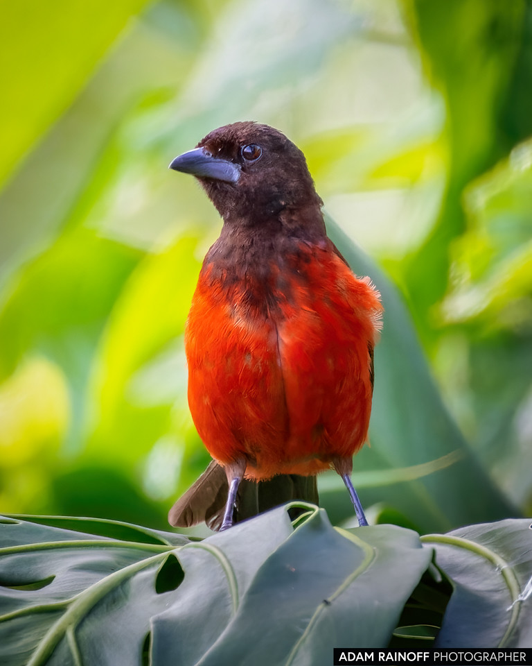 Female Crimson-backed Tanager, photographed at Santandercito, San Antonio del Tequendama, Cundinamarca, Colombia