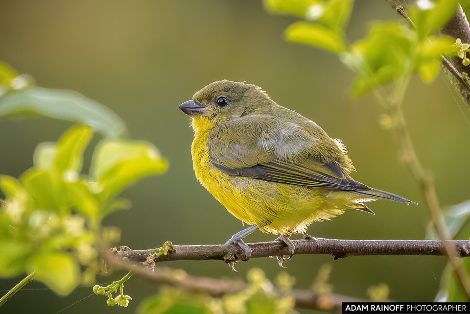 Female Thick-billed Euphonia, photographed at Santandercito, San Antonio del Tequendama, Cundinamarca, Colombia