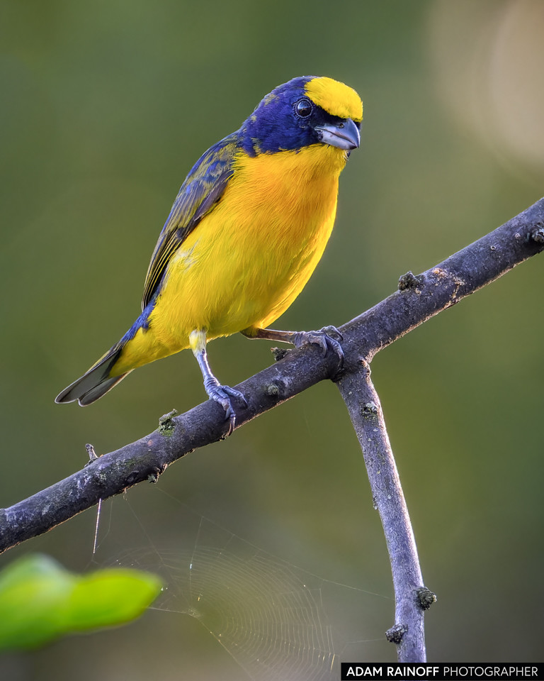 Juvenile Thick-billed Euphonia, photographed at Santandercito, San Antonio del Tequendama, Cundinamarca, Colombia