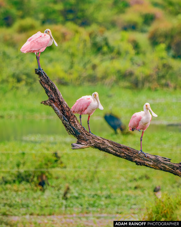 Roseate Spoonbill, photographed at Puente Nowen, Puerto Concordia, Meta, Colombia
