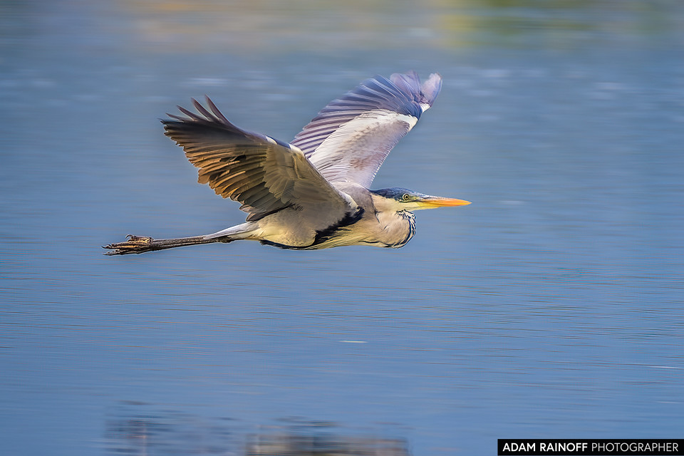 Cocoi Heron, photographed at La Charca de Guarinocito, La Dorada, Caldas, Colombia