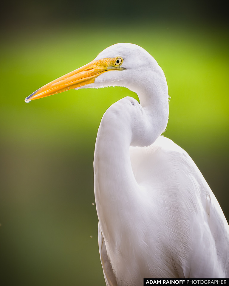 Great Egret, photographed at La Charca de Guarinocito, La Dorada, Caldas, Colombia