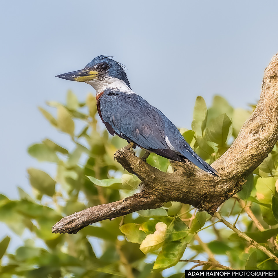 Ringed Kingfisher, photographed at La Charca de Guarinocito, La Dorada, Caldas, Colombia