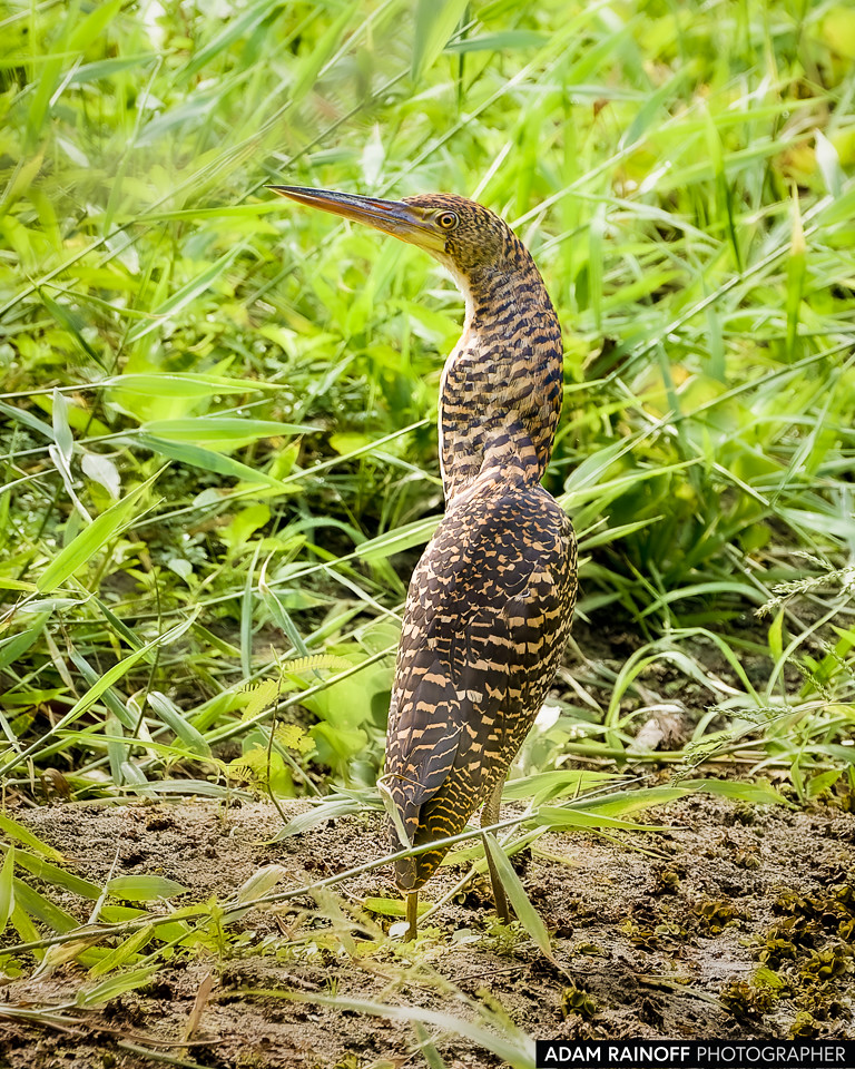 Rufescent Tiger-Heron, photographed at La Charca de Guarinocito, La Dorada, Caldas, Colombia