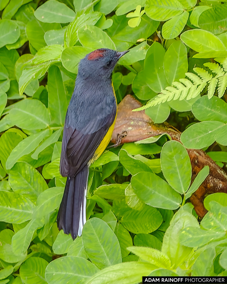 Slate-throated Redstart, photographed at Ecoparque Los Alcázares, Manizales, Caldas, Colombia